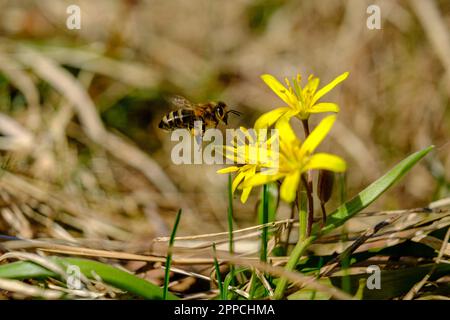 Abeille sur les fleurs du début du printemps. Une abeille européenne ou occidentale se trouve sur une fleur jaune. l'abeille recueille le nectar sur les fleurs de prairie jaune avec des feuilles vertes. Banque D'Images
