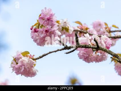 Fleurs de cerisier rose sur la branche du printemps. Mise au point sélective sur les fleurs. Prunus serrulata 'flore Pleno' de la famille des 'Rosaceae'. Dublin, Irlande Banque D'Images