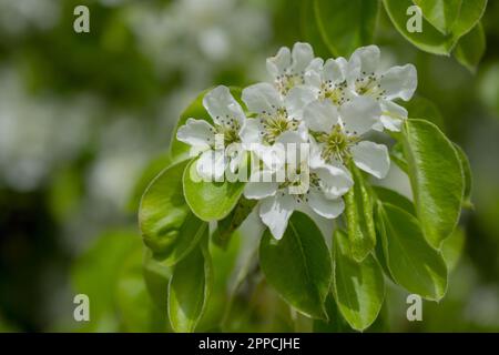 Poire commune, Pyrus communis fleurit lors d'une journée de printemps trouble en Europe du Nord. . Photo de haute qualité Banque D'Images