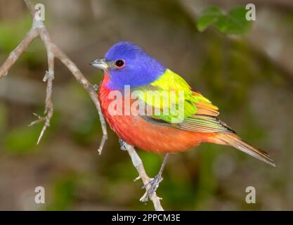 Banderole peinte mâle (Passerina ciris) pendant la migration printanière, Galveston, Texas, États-Unis Banque D'Images