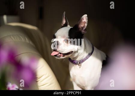 Chien de Boston Terrier assis sur un canapé-lit en cuir doux donnant par une fenêtre au soleil. Il y a des fleurs d'orchidées dans le foyer doux dans l'avant-gro Banque D'Images