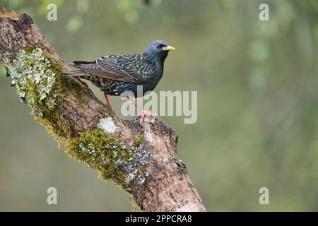 Étoiles communes (Sturnus vulgaris). La base bleue du projet de loi montre qu'il s'agit d'un mâle dans le plumage reproductrice Banque D'Images