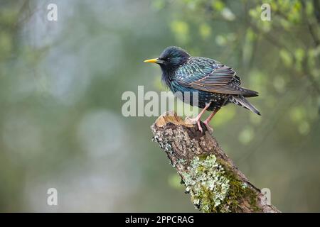 Étoiles communes (Sturnus vulgaris). La base bleue du projet de loi montre qu'il s'agit d'un mâle dans le plumage reproductrice Banque D'Images