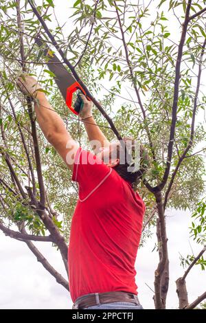 Au printemps, un homme coupe les branches d'un aspirant d'argent dans le jardin. Soin des plantes ornementales. Banque D'Images