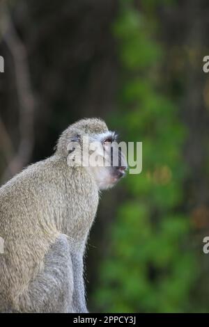 Singe Grivet perçant sur du bois sur fond de feuilles vertes Banque D'Images