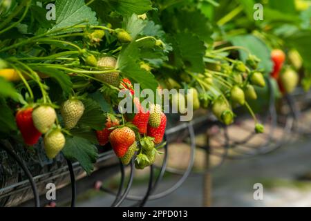 À l'intérieur d'une serre avec des rangées entières de plantes de fraise cultivées sur une ferme où le feuillage luxuriant abonde. L'air est épais avec l'humidité et le parfum Banque D'Images