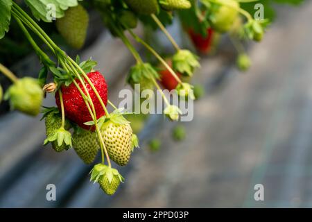 Des rangées de fraises rouges mûres sur une ferme abondante. L'air est épais avec le parfum doux du fruit, tant de baies avec leurs corps plumper et juteux Banque D'Images