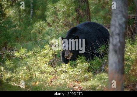 Big Black Bear au début du printemps dans le parc national des Great Smoky Mountains Banque D'Images