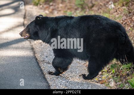 Big Black Bear au début du printemps dans le parc national des Great Smoky Mountains Banque D'Images