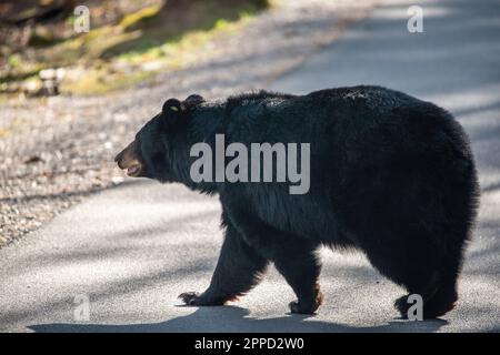 Big Black Bear au début du printemps dans le parc national des Great Smoky Mountains Banque D'Images