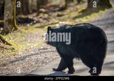 Big Black Bear au début du printemps dans le parc national des Great Smoky Mountains Banque D'Images