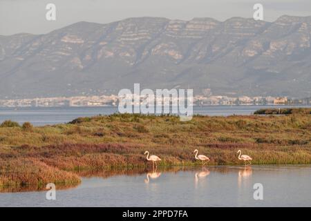 Espagne, Catalogne, trois flamants marchant le long de la rive herbeuse de l'Èbre dans le parc Llacuna de la Tancada Banque D'Images