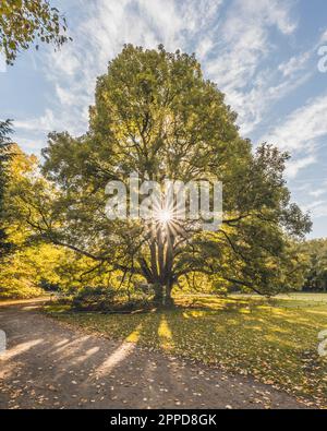 Allemagne, Hambourg, Soleil brillant à travers les branches de l'ancien sycomore (Acer pseudoplatanus) dans Hirschpark Banque D'Images