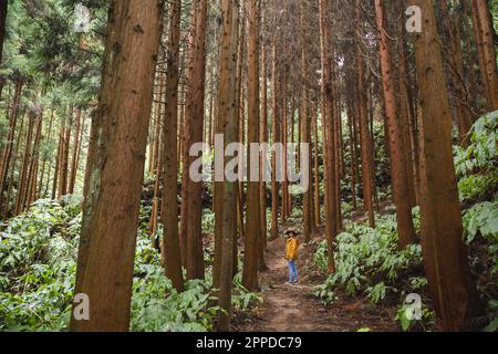 Jeune femme debout au milieu de grands arbres en forêt Banque D'Images