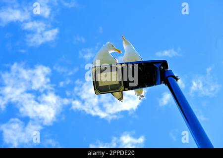 Deux mouettes assises sur le dessus d'un poteau de lampe contre un ciel bleu profond parsemé de petit cumulus Banque D'Images