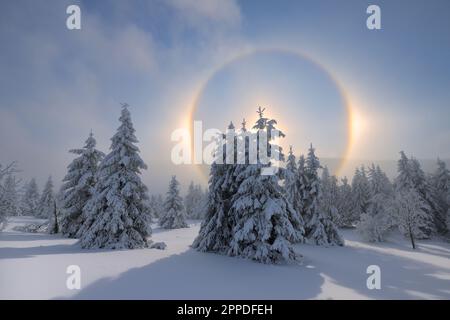 Allemagne, Saxe, Halo autour du soleil se coucher sur la forêt enneigée dans la gamme Erzgebirge Banque D'Images