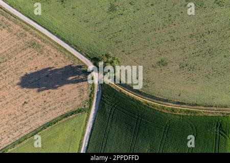 Allemagne, Bade-Wurtemberg, vue aérienne d'un seul arbre qui pousse à l'intersection de routes de terre s'étendant entre les champs agricoles Banque D'Images