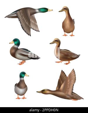 Canards. Oiseaux volants dans la nature sauvage vecteur décent illustrations réalistes de canards dans différentes poses Illustration de Vecteur