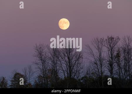 Une lune jaune s'élève au-dessus du Bush lors d'une magnifique soirée dans le comté de Prince Edward, Ontario, Canada Banque D'Images