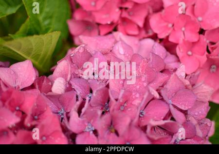 Fleurs d'hortensia roses avec gouttelettes d'eau. Banque D'Images