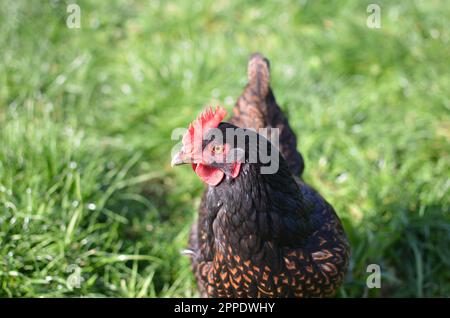 Poulet « Barnevelder » Heritage gratuit. Banque D'Images