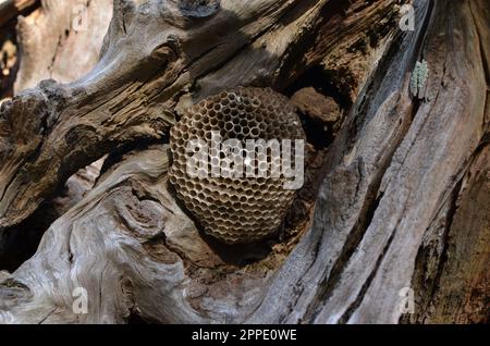 Grand Nest de guêpe sur le tronc de l'arbre. Banque D'Images