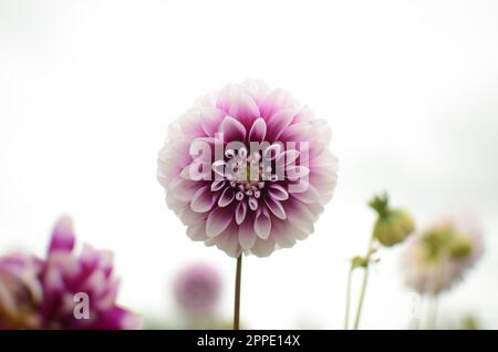 Fleur de Dahlia décorative « Édimbourg » violette et blanche. Banque D'Images