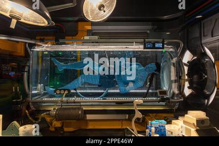 Le monde incroyable de Pandora. Banque D'Images