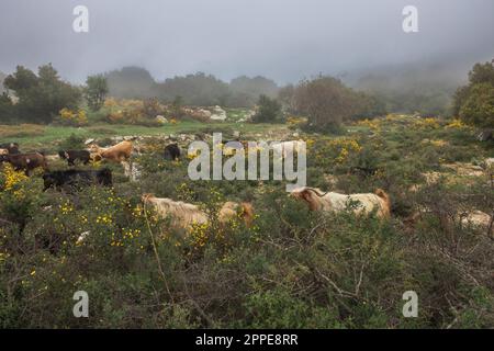 Troupeau de chèvres dans la brume matinale sur le Mont Meron en Israël Banque D'Images