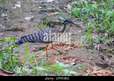 Magnifique Sunbittern à motifs marchant sur le sol, vue latérale, Pantanal Wetlands Mato Grosso, Brésil Banque D'Images