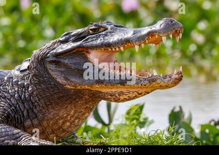 Gros plan d'un profil Yacare Caiman à col ouvert contre fond défoqué au bord de l'eau, Pantanal Wetlands, Mato Grosso, Brésil Banque D'Images