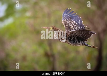 Heron tigre fascié en vol avec de belles ailes à motifs sur fond naturel défoqué, Pantanal Wetlands, Mato Grosso, Brésil Banque D'Images