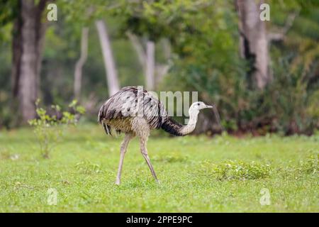 Vue latérale d'un Nandu ou Rhea fourragent sur un pré vert contre fond forestier, Pantanal Wetlands, Mato Grosso, Brésil Banque D'Images