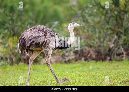 Vue latérale d'un Nandu ou Rhea fourragent sur un pré vert contre fond forestier, Pantanal Wetlands, Mato Grosso, Brésil Banque D'Images