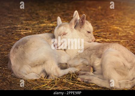 Bébés chèvres dormant sur un foin dans une ferme d'animaux. Photo de haute qualité Banque D'Images