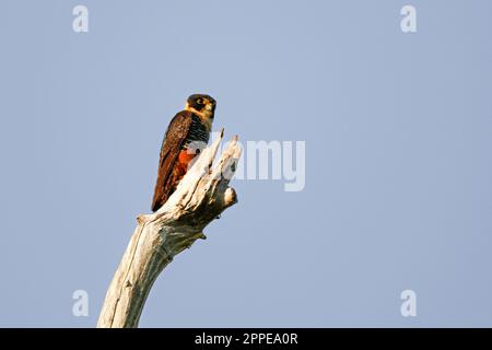 Faucon de chauve-souris perçant sur un tronc d'arbre mort contre le ciel bleu, Pantanal Wetlands, Mato Grosso, Brésil Banque D'Images