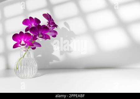 Bouquet de cinq fleurs d'orchidées violées dans un vase sur une table avec ombre carrée sur un mur en studio blanc. Livraison florale Banque D'Images