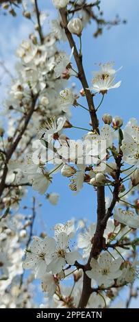 Fleur de prunier blanche sur fond bleu ciel, belles fleurs blanches de prunus dans le jardin de la ville, branche de prunier détaillée. Fleurs de prune blanches en fleur sur la branche, douce odeur. Banque D'Images