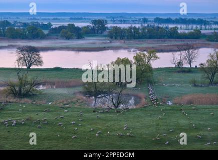Lebus, Allemagne. 24th avril 2023. Vue depuis le bord d'Oderbruch 'Schöne Aussicht' sur des moutons et des chèvres debout sur un pré à la frontière germano-polonaise Oder en début de matinée. Credit: Patrick Pleul/dpa/Alay Live News Banque D'Images