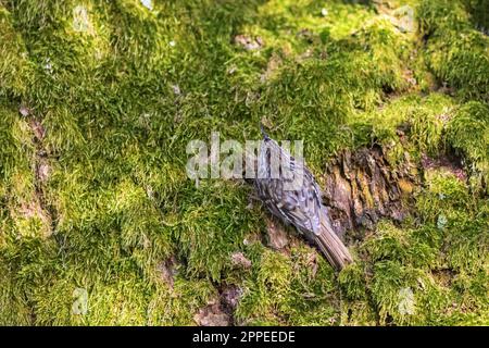 Treecreeper rampant sur la mousse Banque D'Images