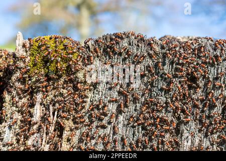 Colonie ANT sur une souche d'arbre Banque D'Images