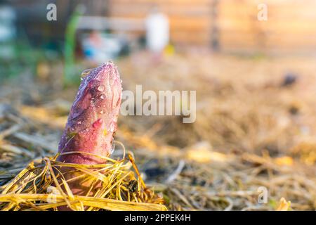 Jeunes asperges dans les gouttes de rosée dans le jardin potager en gros plan. Les premières pousses roses d'asperges poussent dans le potager. Les premières plantes poussent Banque D'Images