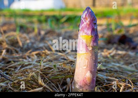 Jeunes asperges dans les gouttes de rosée dans le jardin potager en gros plan. Les premières pousses roses d'asperges poussent dans le potager. Les premières plantes poussent Banque D'Images