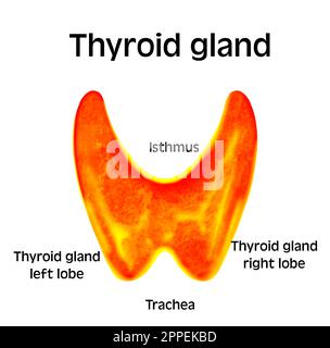 Illustration de la glande thyroïde humaine sur fond blanc Banque D'Images