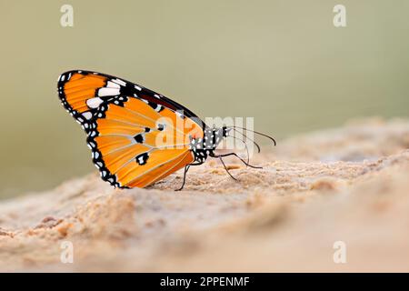 Un monarque africain (Danaus chrysippus) papillon assis sur le sable, Afrique du Sud Banque D'Images