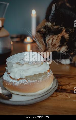 Pain de chat léchant semla sur table Banque D'Images
