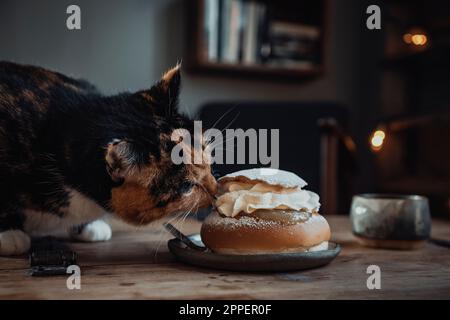 Chat sentant le pain semla sur la table Banque D'Images