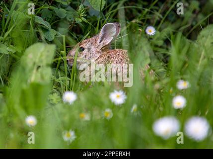 Lièvre brun européen - Lepus europaeus - Leveret en herbe et fleurs Banque D'Images