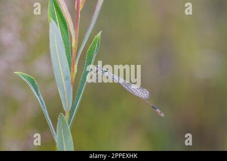 Jeune, non coloré, mâle de la mouche à queue bleue ou de la calale commun – Ischnula elegans, sur une branche de saule dans son habitat naturel. Banque D'Images