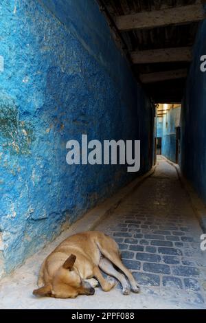 Chien errant dans une allée, Fès el-Bali, Fès, maroc, afrique Banque D'Images